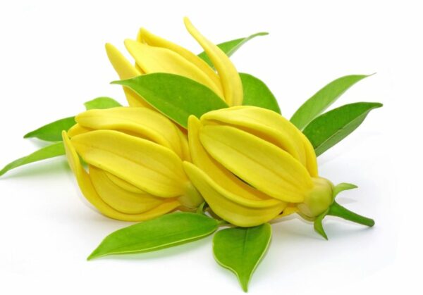 huile essentielle d’ylang