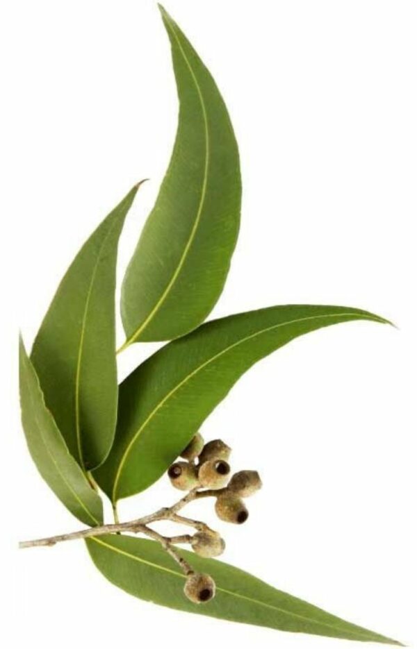 huile essentielle d’eucalyptus globulé